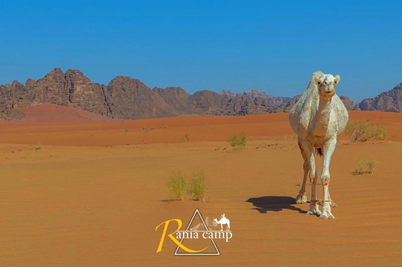 Wadi Rum,Rania Camp Dış mekan fotoğraf